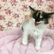 メインクーン（キャリコ）女の子　います！！