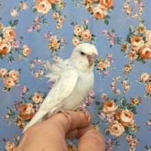 美！羽衣セキセイインコいます♪