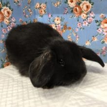 ロップイヤーラビット（ブラック）女の子　2020年2月生まれ