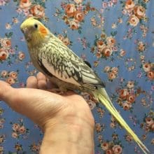 タマゴ産んでる！？オカメインコ（シナモンパール）女の子　2019年2月生まれ