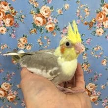 オカメイインコ（シナモンパイド）　2020年2月生まれ