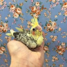 オカメインコ（パール）　2020年2月生まれ