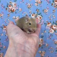 デグー（サンド）女の子　2020年2月生まれ