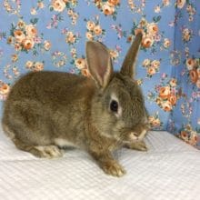 ドワーフラビット（チェスナット）男の子　2020年1月生まれ