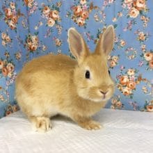 ドワーフラビット（オレンジ）女の子　2020年1月生まれ