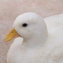 只今！店内　徘徊中(笑)　とっても小さなコールダックさん