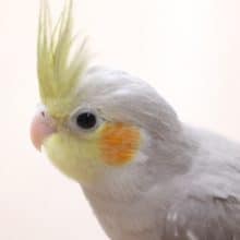 オカメインコシナモン来ました！お顔が結構黄色いです♪