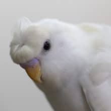 ハゴロモセキセイインコ　ダブルファクター・・・風　2020年03月29日撮影