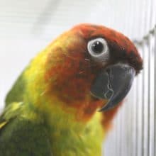 見たことない色合い！ナナイロｘクロカミ☆ハイブリッドインコ