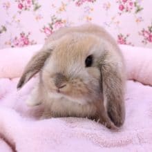 大人気のため緊急入舎!!　ロップイヤーラビット 2020.3/3入舎