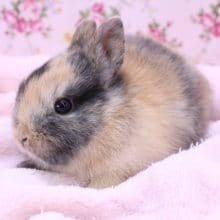 個性的なカラー?！ネザーランドドワーフラビット 2020.3/3入舎