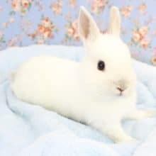 大福みたい？ドワーフラビット・フロスティ・男の子！