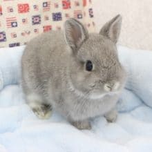 おまたせしました！ドワーフラビット・グレー・女の子！