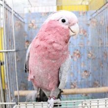 ニュースター?！モモイロインコの女のコ 2020.3/12入舎