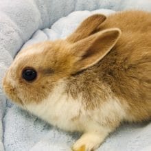 可愛い　ミニウサギ　男の子　入舎しました。