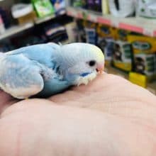 綺麗な2色カラー　セキセイインコ　ヒナ　入舎！！