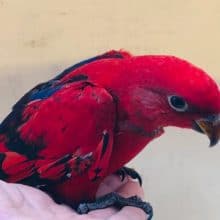 真っ赤なローリー　ヒインコ　雛　入舎！！