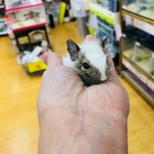 白勝ち　パイドデグー　男の子　入舎！！　カワイイ♡