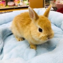 ちっちゃな　ネザーランドドワーフラビット　オレンジ　男の子