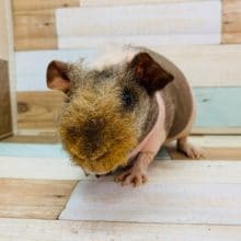 人気上昇中のスキニーギニアピッグさん！