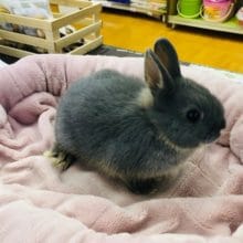 可愛いサイズのネザーランドドワーフラビット　ブルーオター