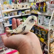 セキセイインコ　4色ハルクイーン　ヒナ　