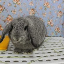 たれ耳うさぎ～！ロップイヤーラビット・男の子！