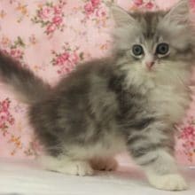 ぱっとサイベリア～ン♪