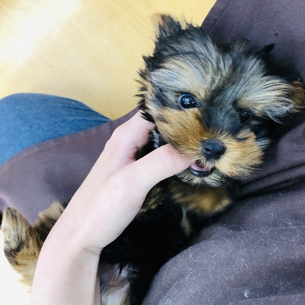 ヨークシャテリア