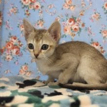 か～な～り久々！シンガプーラ入舎しました！