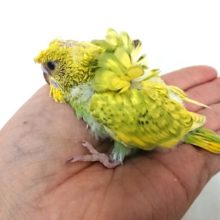 これぞ！羽衣セキセイインコだね！