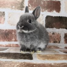 まんまるお団子みたいなドワーフラビットさん♪