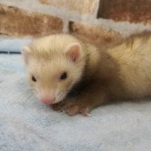 シナモンカラーのマーシャルフェレットくん♪