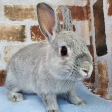 むっちり！グレーネザーランド入荷しました♪