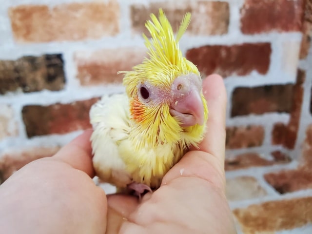 うぶうぶールチノーオカメインコ！