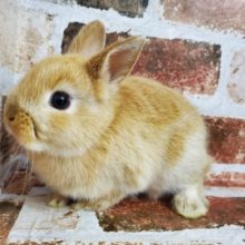 むっちりネザーランドちゃん♪