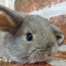 グレーが可愛いロップちゃん♪