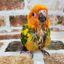 コガネメキシコインコさん♪