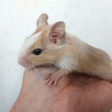 キレイなコ。。デグーのサンドパイド！