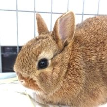 まん丸顔なドワーフラビット♪