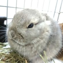 瞳、キラキラ ドワーフラビットです！