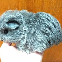 人が好きなんです！クレステッドモルモット～