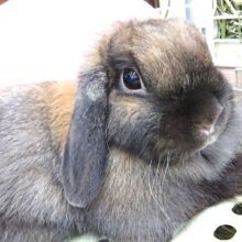 まったり癒し系　ホーランドロップイヤーです！