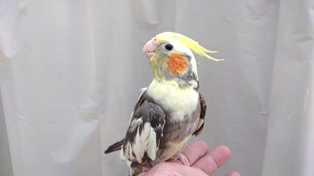 個性がでますよ～～　オカメインコ　パイドカラー♪