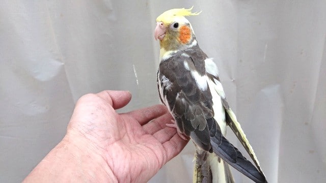 オカメインコ