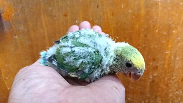 コザクラインコ（小桜インコ）