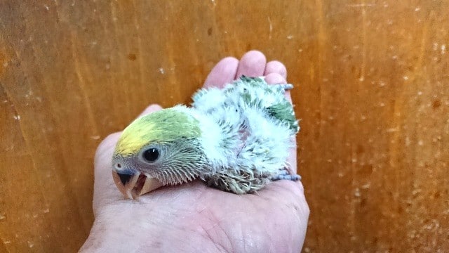 どんなカラーになる？？コザクラインコ（ブルーチェリーパイド）