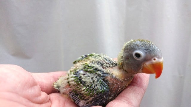 キエリボタンインコ