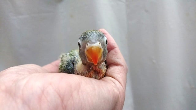 キエリボタンインコ