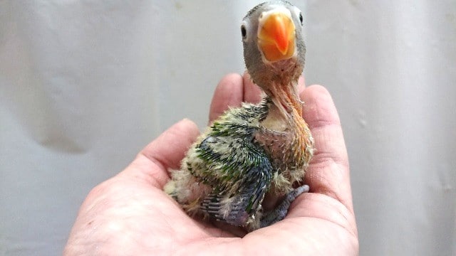 キエリボタンインコ